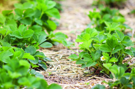 Young strawberry plants with white flowers growing on a bed of straw mulch outdoor in…